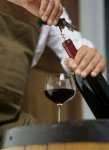 [Obrázek: Degustace výběrových vín ve vinařském institutu v Praze (5)