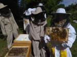 [Obrázek: Exkurze na včelí farmě (3)
