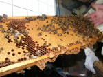 [Obrázek: Exkurze na včelí farmě (6)