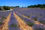 [Obrázek: Levandulové pole, Provence, Francie (10)