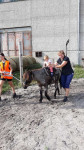 [Obrázek: Návštěva Zvířátkova s projížďkou na koni, krmením nebo procházkou pro rodinu (10)