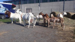 [Obrázek: Návštěva Zvířátkova s projížďkou na koni, krmením nebo procházkou pro rodinu (5)