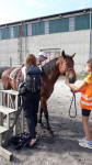 [Obrázek: Návštěva Zvířátkova s projížďkou na koni, krmením nebo procházkou pro rodinu (9)