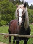 [Obrázek: Tažný kůň Belgického původu jménem NERO. (12)