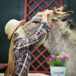 [Obrázek: Zážitková návštěva oslí farmy (14)