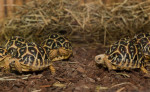 [Obrázek: Želví VIP prohlídka s krmením v Krokodýlí Zoo (12)
