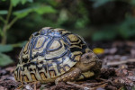 [Obrázek: Želví VIP prohlídka s krmením v Krokodýlí Zoo (14)