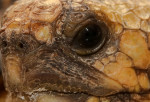 [Obrázek: Želví VIP prohlídka s krmením v Krokodýlí Zoo (16)