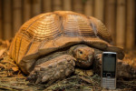 [Obrázek: Želví VIP prohlídka s krmením v Krokodýlí Zoo (3)
