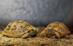 [Obrázek: Želví VIP prohlídka s krmením v Krokodýlí Zoo (4)