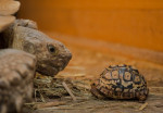 [Obrázek: Želví VIP prohlídka s krmením v Krokodýlí Zoo (5)