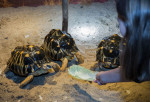 [Obrázek: Želví VIP prohlídka s krmením v Krokodýlí Zoo (8)