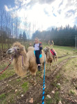 [Obrázek: Cameltreking - procházka s velbloudem a krmením v Krkonoších (12)