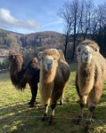 [Obrázek: Cameltreking - procházka s velbloudem a krmením v Krkonoších (14)