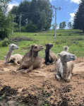 [Obrázek: Cameltreking - procházka s velbloudem a krmením v Krkonoších (15)