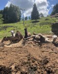 [Obrázek: Cameltreking - procházka s velbloudem a krmením v Krkonoších (16)