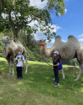 [Obrázek: Cameltreking - procházka s velbloudem a krmením v Krkonoších (3)