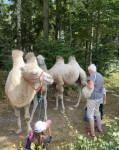 [Obrázek: Cameltreking - procházka s velbloudem a krmením v Krkonoších (4)