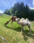 [Obrázek: Cameltreking - procházka s velbloudem a krmením v Krkonoších (8)