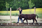 [Obrázek: Den farmářem na zkoušku na oslí farmě v Českém ráji (10)