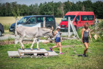 [Obrázek: Den farmářem na zkoušku na oslí farmě v Českém ráji (24)