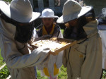 [Obrázek: Exkurze na včelí farmě (5)