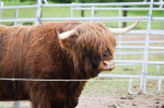 [Obrázek: Farmářem na zkoušku s ubytováním a polopenzí v Resortu Stein u Chebu (5)