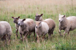 [Obrázek: Farmářem na zkoušku s ubytováním a polopenzí v Resortu Stein u Chebu (7)