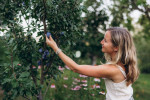 [Obrázek: Glamping Boho jurta v Kostici u Břeclavi - čerstvé šťavnaté ovoce v létě k utrhnutí (15)