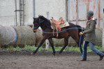 [Obrázek: Individuální výcviková lekce jízdy na koni (11)