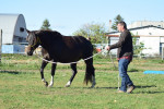 [Obrázek: Individuální výcviková lekce jízdy na koni (14)