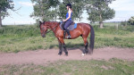 [Obrázek: Individuální výcviková lekce jízdy na koni (15)