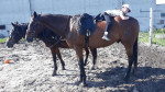 [Obrázek: Individuální výcviková lekce jízdy na koni (16)