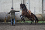 [Obrázek: Individuální výcviková lekce jízdy na koni (18)