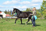 [Obrázek: Individuální výcviková lekce jízdy na koni (3)