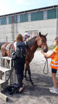 [Obrázek: Individuální výcviková lekce jízdy na koni (8)