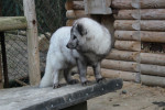 [Obrázek: Návštěva polárních lišek s krmením ve výběhu, procházkou na vodítku a prohlídkou kočkovitých šelem (10)