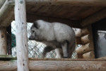 [Obrázek: Návštěva polárních lišek s krmením ve výběhu, procházkou na vodítku a prohlídkou kočkovitých šelem (17)