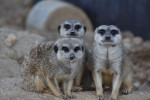 [Obrázek: Nocování v Zoo Tábor a den ošetřovatelem (7)