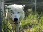 [Obrázek: Nocování v ZOO Tábor pro 2 až 4 osoby (12)