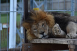 [Obrázek: Ošetřovatelem v Zoo Tábor (2)