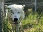 [Obrázek: Ošetřovatelem v Zoo Tábor (3)
