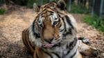 [Obrázek: Ošetřovatelem v Zoo Tábor (7)