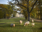 [Obrázek: Romantická noc na úchvatném Chateau Mcely***** s polopenzí a privátním wellness pro 2 osoby (31)