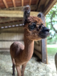 [Obrázek: Úžasná procházka s roztomilými alpakami (14)