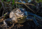 [Obrázek: Úžasná VIP prohlídka s krmením krokodýlů v Krokodýlí ZOO Praha]