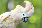 [Obrázek: VIP prohlídka ZOO Tábor (12)
