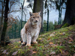 [Obrázek: VIP prohlídka ZOO Tábor (18)
