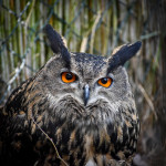 [Obrázek: VIP prohlídka ZOO Tábor (19)