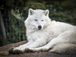 [Obrázek: VIP prohlídka ZOO Tábor (3)